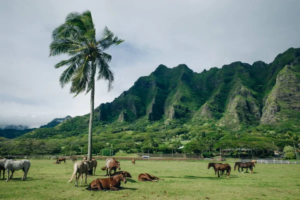At çiftliği Kualoa Çiftliği Oahu Hawaii. Yüksek kalite fotoğraf