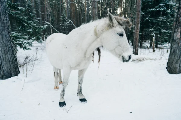 Portrét Bílého Koně Zimě — Stock fotografie