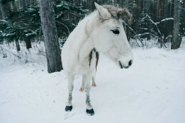 Portrét Bílého Koně Zimě — Stock fotografie