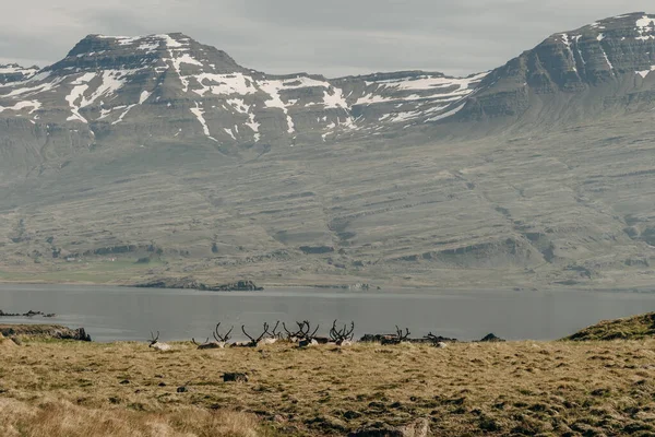 Stádo Divokých Sobů Island East Fjordy Pozadí Zasněžených Hor Kvalitní — Stock fotografie