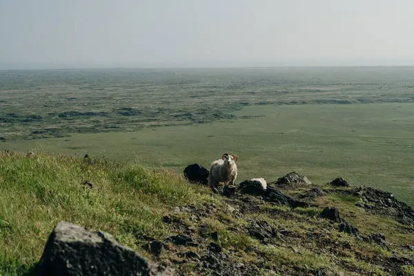Koyun Görkemli Doğa Sis Zlanda Yosunlarının Arka Planında Otlar Yüksek — Stok fotoğraf