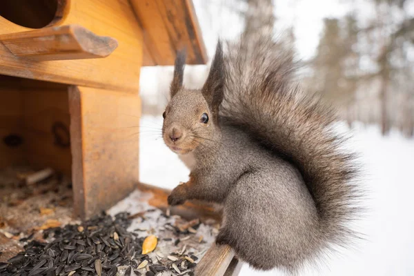 squirrel eat nuts on a feeder in winter forest. High quality photo