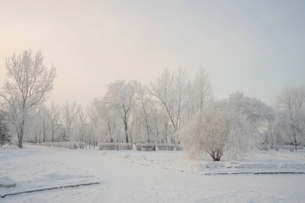 Drzewa Zimowego Parku Pokryte Mrozem Wysokiej Jakości Zdjęcie — Zdjęcie stockowe