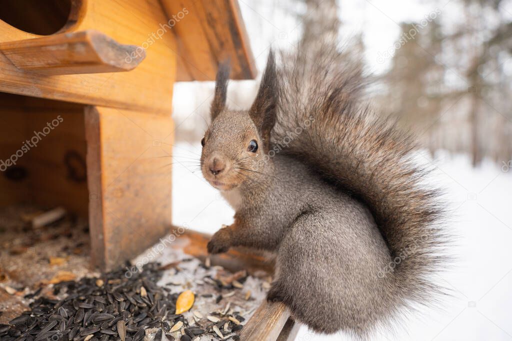 squirrel eat nuts on a feeder in winter forest. High quality photo