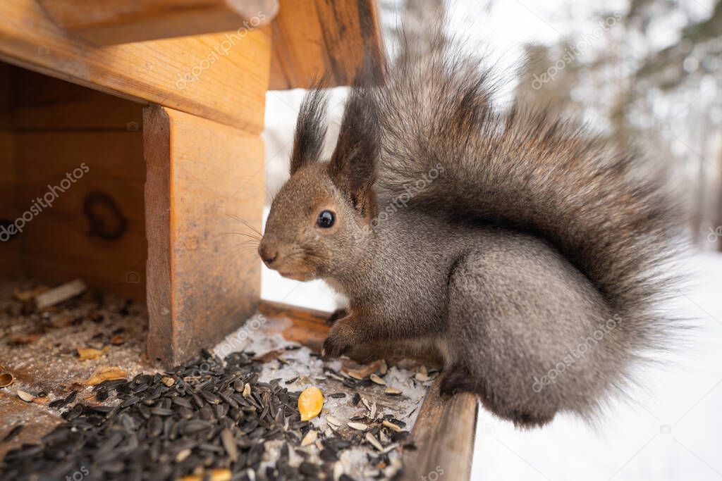 squirrel eat nuts on a feeder in winter forest. High quality photo