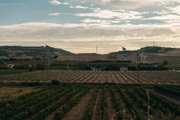 Виноградник Дорозі Сантьяго Наварра Іспанія Фотографія Високої Якості — стокове фото