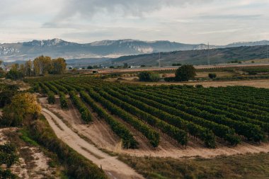 Santiago de Navarra, İspanya yolundaki üzüm bağı. Yüksek kalite fotoğraf