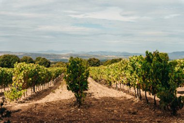 Santiago de Navarra, İspanya yolundaki üzüm bağı. Yüksek kalite fotoğraf