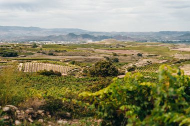 Santiago de Navarra, İspanya yolundaki üzüm bağı. Yüksek kalite fotoğraf