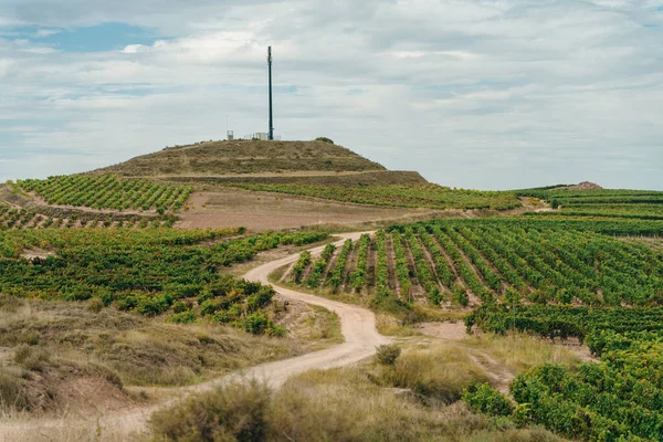 Vinhedo Estrada Para Santiago Navarra Espanha Foto Alta Qualidade — Fotografia de Stock