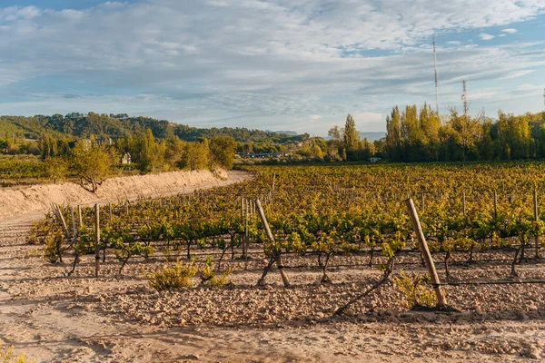 スペインのサンティアゴ ナバラへの道のブドウ畑 高品質の写真 — ストック写真