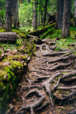 Ağaç kökleriyle orman yolu. Kozalaklı ormanda yürüyüş..