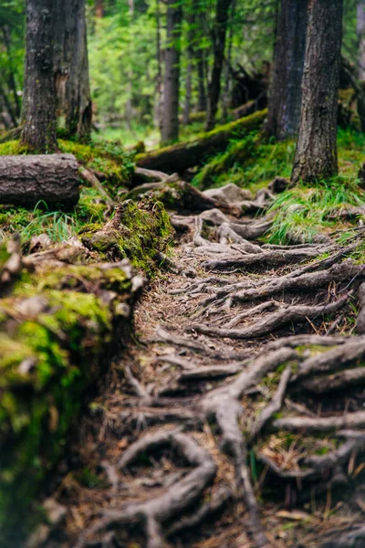 Ścieżka Leśna Korzeniami Drzew Wędrówki Lasach Iglastych — Zdjęcie stockowe