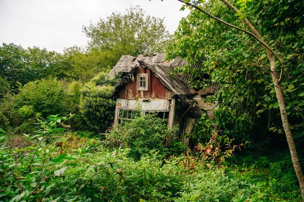 Litet Hus Övervuxet Med Gräs Och Buskar Högkvalitativt Foto — Stockfoto