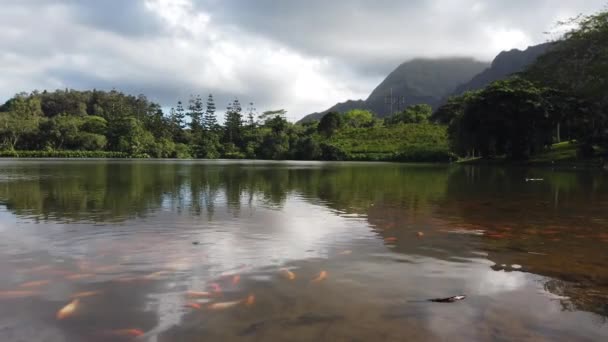 Sjö Med Fisk Hoomaluhias Botaniska Trädgård Kaneohe Oahu Hawaii Högkvalitativ — Stockvideo
