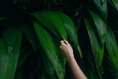 Calathea yaprakları, egzotik tropikal yapraklar, büyük yeşil yapraklar. Elini ver. Yüksek kalite fotoğraf