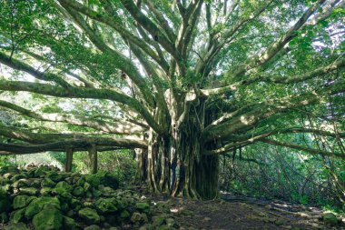 Hawaii 'de büyük bir baobab. Yüksek kalite fotoğraf