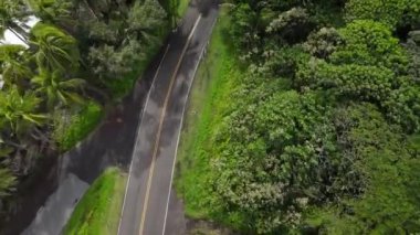 Asfalt yolu, okyanus boyunca palmiye ağaçları arasında. Yüksek kalite 4k görüntü