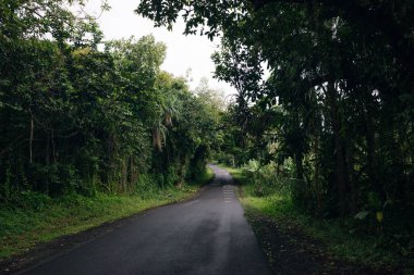 Hawaii, Big Island 'da ağaç tepe örtüleriyle kaplı bir yol. Yüksek kalite fotoğraf