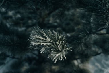 Ocak ayı ortasında mavi ladin dalının Macro 'su kırağı ve karla kaplıydı. Yüksek kalite fotoğraf