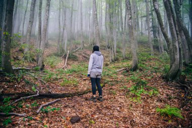 Sisin içinde ağaç gövdeleri. Orman. Yüksek kalite fotoğraf