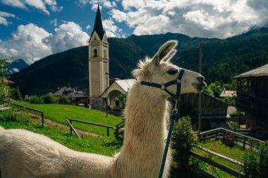 Alp köyünde lama, dolomit, İtalya. Yüksek kalite fotoğraf