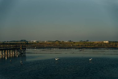 Kuşlarla geleneksel tuz toplama kampı, Aveiro, Portekiz. Yüksek kalite fotoğraf