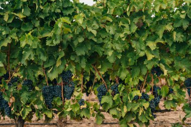 Red bunch of grapes in the vineyard, spain. High quality photo clipart