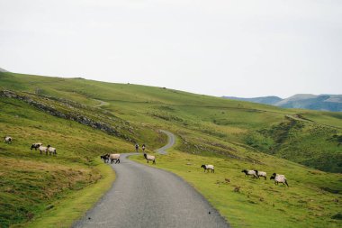Fransa Pireneler 'in dağlarında bir koyun. Yüksek kalite fotoğraf