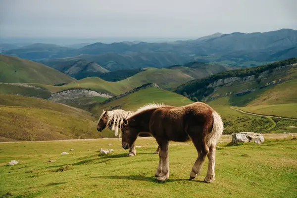 Güneş doğarken Larrau Dağı 'nın tepesinde bedava atlar. Fransa 'nın Pirene-Atlantik ormanlarında ya da Irati ormanlarında. Yüksek kalite fotoğraf