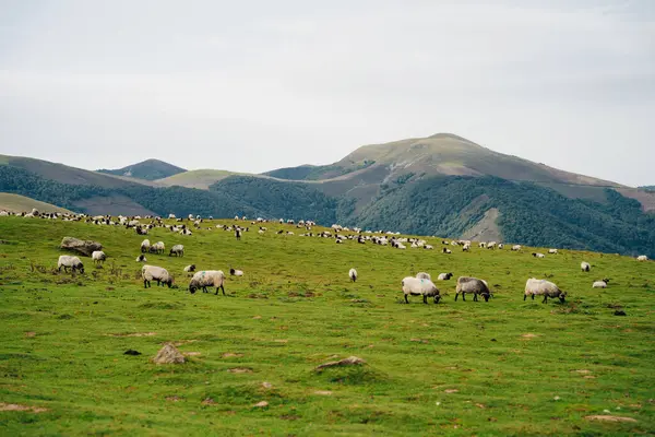 Fransa Pireneler 'in dağlarında bir koyun. Yüksek kalite fotoğraf