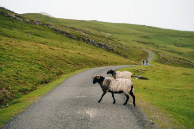Fransa Pireneler 'in dağlarında bir koyun. Yüksek kalite fotoğraf