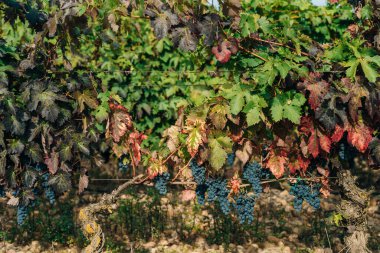 Red bunch of grapes in the vineyard, spain. High quality photo clipart