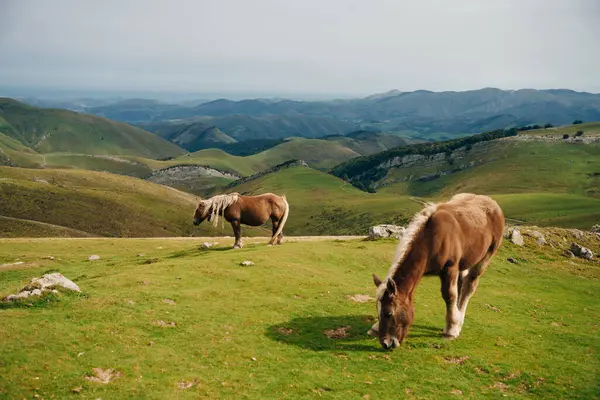 Güneş doğarken Larrau Dağı 'nın tepesinde bedava atlar. Fransa 'nın Pirene-Atlantik ormanlarında ya da Irati ormanlarında. Yüksek kalite fotoğraf