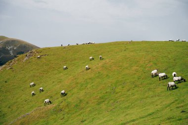 Fransa Pireneler 'in dağlarında bir koyun. Yüksek kalite fotoğraf