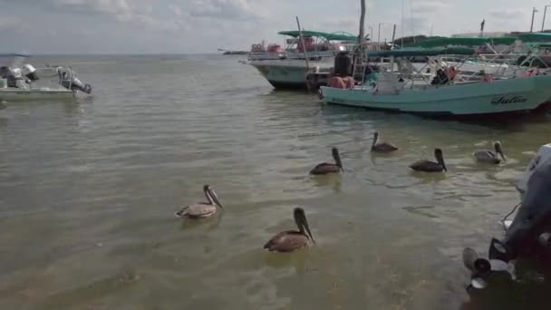 Pelícanos Isla Del Muelle Holbox México Imágenes Alta Calidad — Vídeo de stock