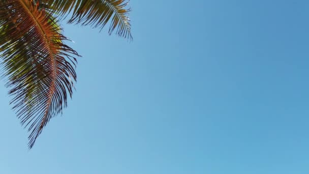 Palma Tle Błękitnego Nieba Świetle Dnia Wysokiej Jakości Materiał — Wideo stockowe
