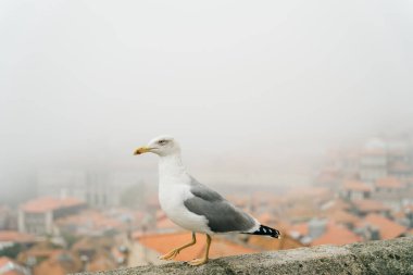 Portekiz 'in Porto kentindeki bir binanın çatısında yürüyen bir martı. Yüksek kalite fotoğraf