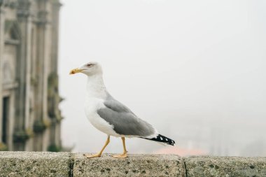 Portekiz 'in Porto kentindeki bir binanın çatısında yürüyen bir martı. Yüksek kalite fotoğraf