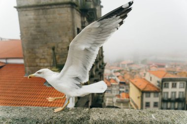 Portekiz 'in Porto kentindeki bir binanın çatısında yürüyen bir martı. Yüksek kalite fotoğraf