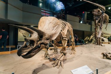 DRUMHELLER, ALBERTA - Mayıs 2022 - Triceratops kendini savunmaya hazırlanıyor, Royal Tyrrell Müzesi