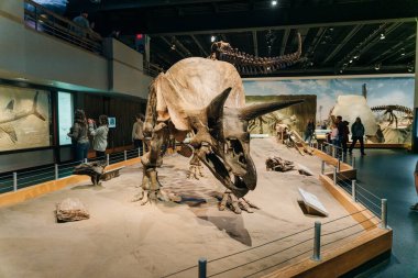 DRUMHELLER, ALBERTA - Mayıs 2022 - Triceratops kendini savunmaya hazırlanıyor, Royal Tyrrell Müzesi