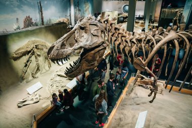 DRUMHELLER, ALBERTA - Mayıs 2022 - Albertosaurus iskeleti koşarken görüldü