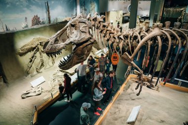 DRUMHELLER, ALBERTA - Mayıs 2022 - Albertosaurus iskeleti koşarken görüldü