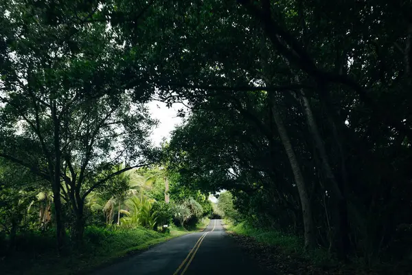 Road covered by tree canopies on Big Island, Hawaii. High quality photo