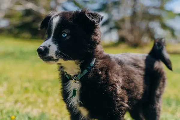 black puppy with blue eyes. High quality photo