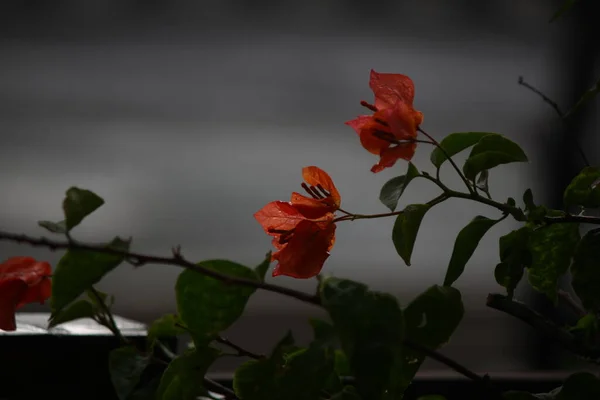 Foto Einer Gelb Roten Blume Aufgenommen Nachmittag Einem Stadtpark — Stockfoto