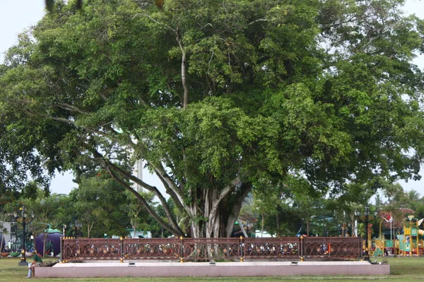 Foto Von Grünen Bäumen Einem Stadtpark Nachmittag — Stockfoto