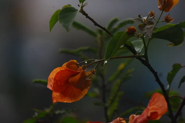 Foto Uma Flor Vermelha Amarelada Tirada Tarde Parque Cidade — Fotografia de Stock