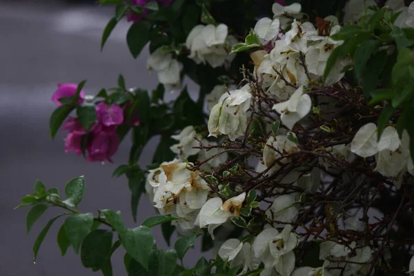 午後の道路脇の白い花の写真 — ストック写真